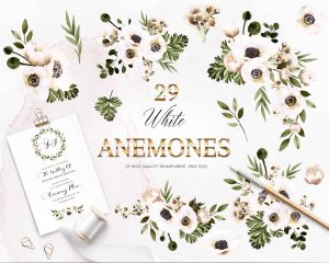 White Anemones Clipart