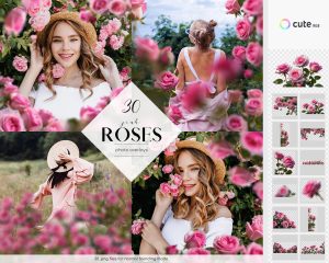 Pink Roses Photo Overlays