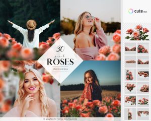 Peach Roses Photo Overlays